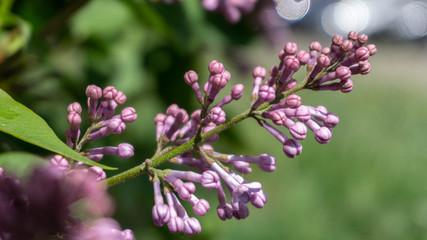 purple lilac buds, beautiful spring fresh flowers