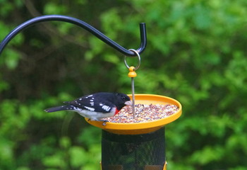 A Rose-breasted Grosbeak bird eating wild seeds on the bird feeder