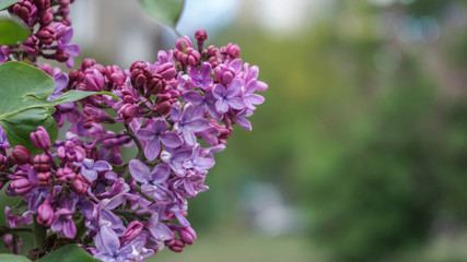 purple lilac, beautiful spring fresh flowers, blossom