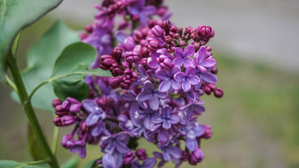purple lilac, beautiful spring fresh flowers, blossom