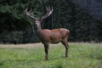 Naklejka na ściany i meble Wild deer stag standing calmly on meadow. Male Red Deer. Mature Red Deer Stag.