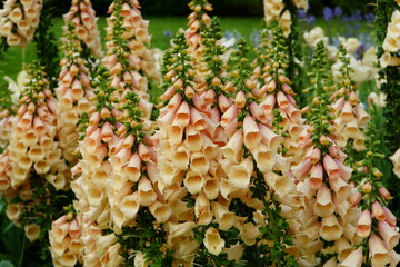 Beautiful Dalmatian Peach foxglove flowers blooming in the Spring © Khairil