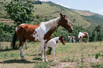 Fototapeta na wymiar Mare and foal, mother and son pinto horses