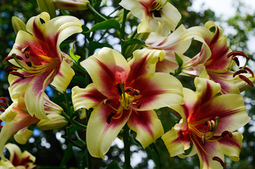Flowering yellow-red lilies in the garden