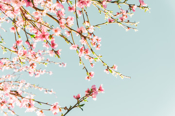 Beautiful cherry blossom sakura in spring time over blue sky.Horizontal banner with sakura flowers of pink color on sunny backdrop. Beautiful nature spring background with a branch of blooming sakura.