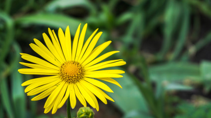 incredibly beautiful yellow flower, beautiful spring, blossom