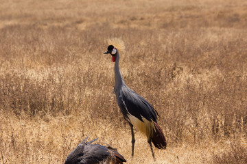 crowned crane walking around in the african steppe