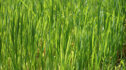 Fototapeta na wymiar lush green fresh juicy grass, beautiful spring