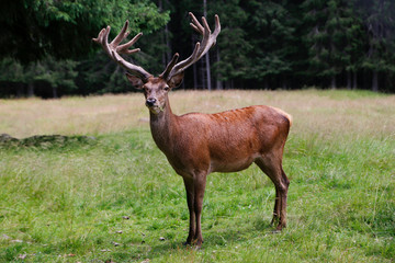 Fototapeta premium Wild deer stag standing calmly on meadow. Male Red Deer. Mature Red Deer Stag.