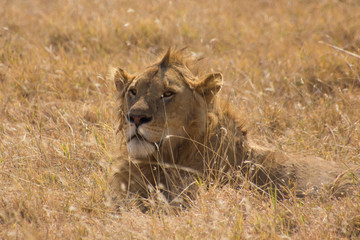 Close up of a male lion laying in the grass