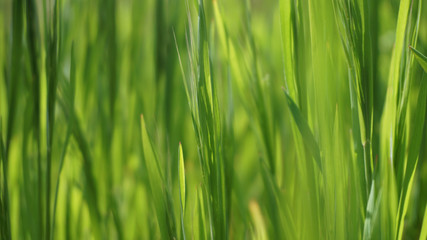 lush green fresh juicy grass, beautiful spring