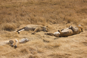 Lazy lions taking a sunbath in the african steppe