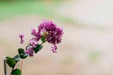 Obraz premium lilac flowers in the garden