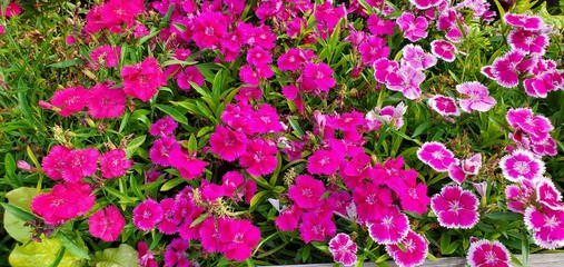 Violet Dianthus