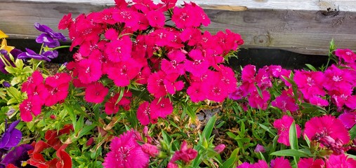 Fototapeta premium Red Dianthus