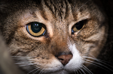 Tabby Cat with yellow eyes. Close up using Macro photography.