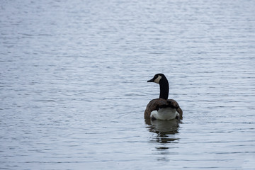 Canada goose swimming in the lake
