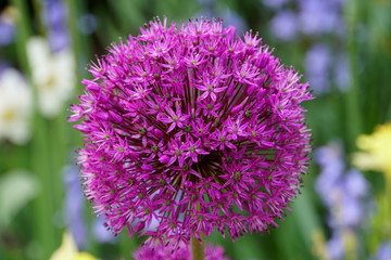 Purple Sensation Allium flowers blooming in the Spring