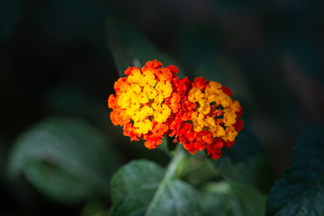 Lantana Camara Ornamental