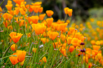 field of yellow poppies