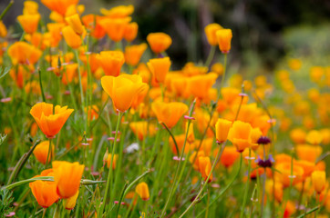 Fototapeta premium field of yellow poppies