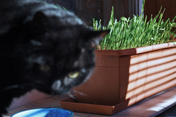 black cat eats on window, focus on green grass