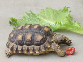 garden turtle eat cherry tomato and lettuce