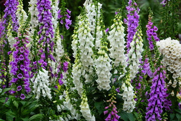 Camelot white and purple foxglove flowers blooming in the Spring © Khairil