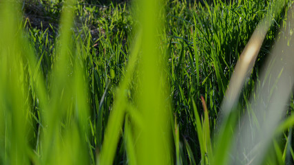 Green grass background. Low to the ground perspective with blades of green grass. Nature and growth concept