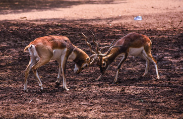 deer in the wild
