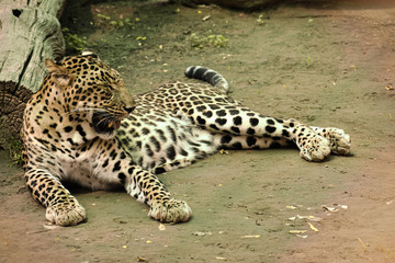Fototapeta na wymiar leopard resting in the cage 