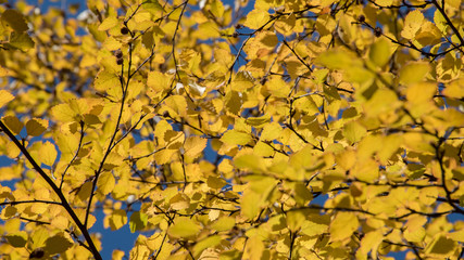 Yellow Colorful Aspen Tree Autumn Leaves Background. Beautiful Fall Colors Wallpaper. Golden Hour Sunlight in the Woods