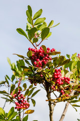 Fototapeta na wymiar red berries on a tree