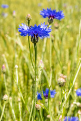 blue flowers in the field