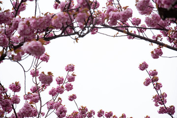 Sakura tree branches with cherry blossoms and blue sky background

