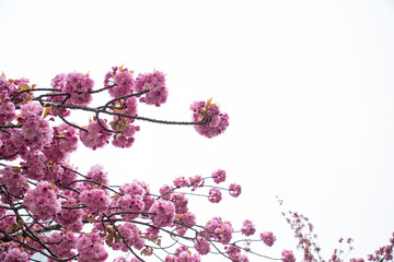 Sakura tree branches with cherry blossoms and blue sky background

