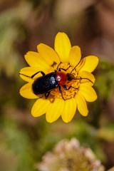 bug on yellow flower