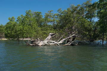 Fototapeta na wymiar Mangrove forest in beautiful nature with blue sky on summer