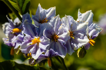 blue and yellow flowers