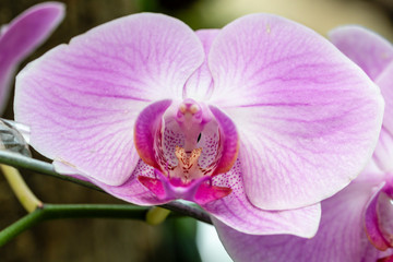 Obraz premium pink orchid of the sky