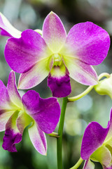 purple orchid flowers