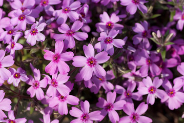 Fototapeta na wymiar 紫色の芝桜