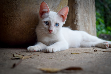 Medium shot of white cat with light blue eyes in soft background