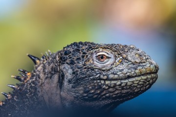 Land Iguana, South plaza island, Galapagos.