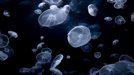 Transparent Moon Jellyfish floating in deep ocean blue water