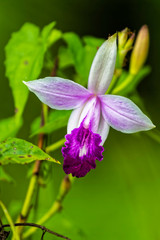 tropical plants