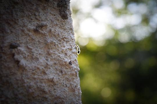 Long shot of ant on wall with soft greenish spring background
