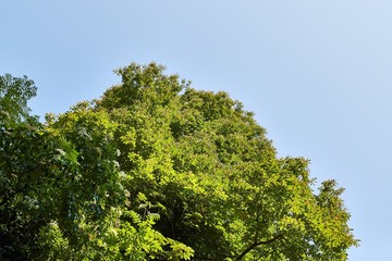 Green leaves of a tree