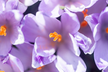 saffron or crocus flowers blossom closeup