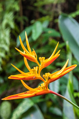 orange flower with green leaves